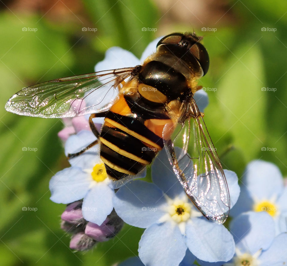 Hoverfly resting on blue forget me not flowers in a backyard flower garden in summer