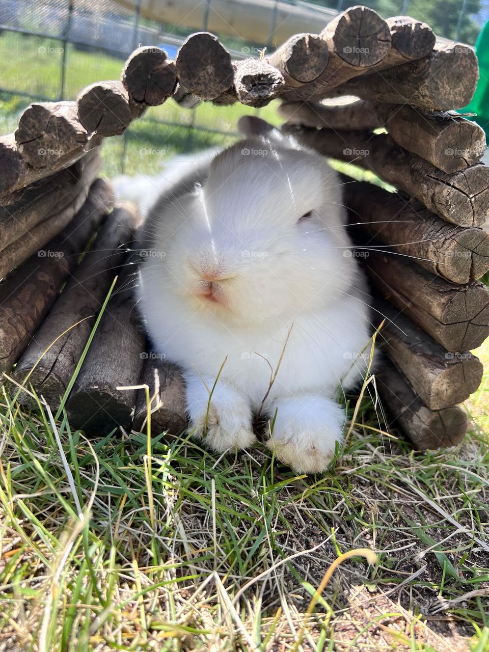 White cotton rabbit