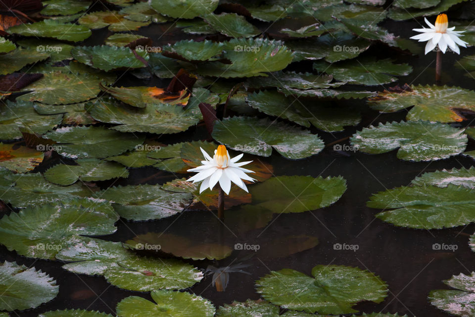 White water lily flower