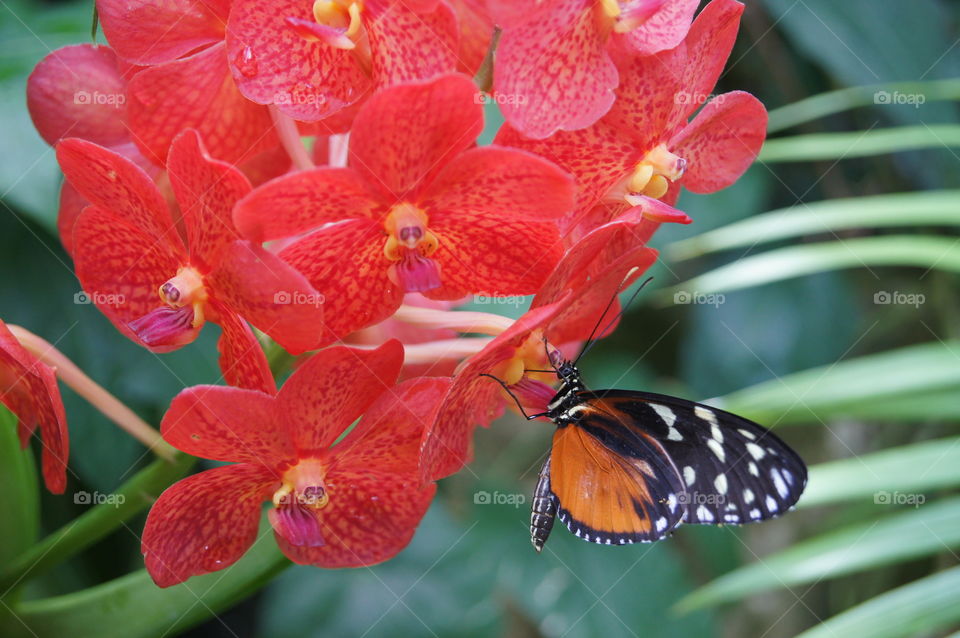 Vivid mealtime - A butterfly getting a meal on some vibrant orchids.  Taken at the Butterfly Pavillion in Colorado.