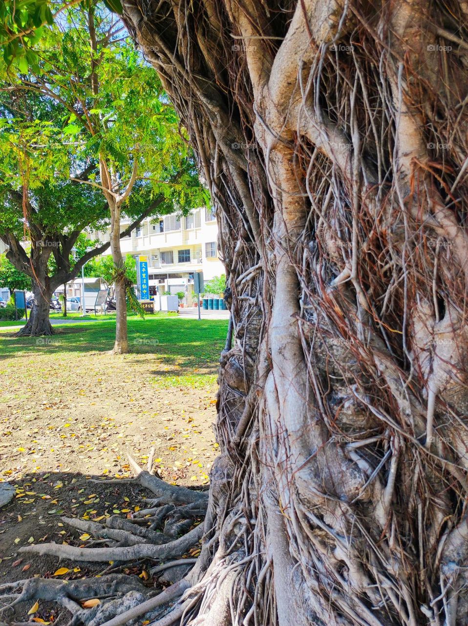 Summer found in fall