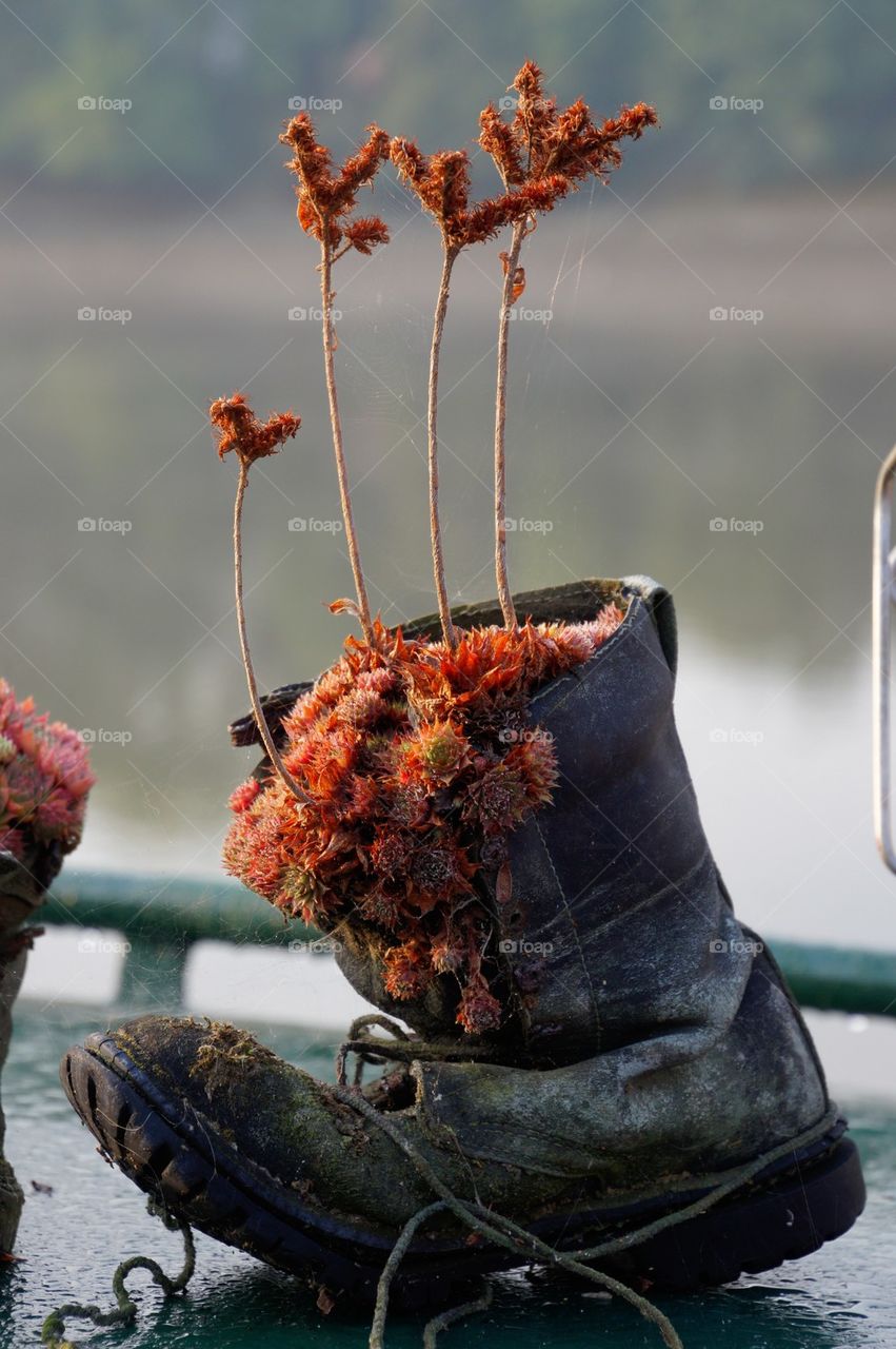 Boot as planter