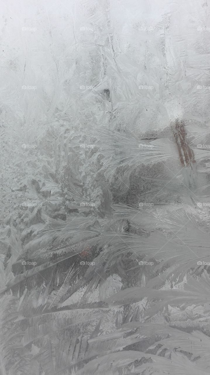 A Frozen Nature On A Frozen Window