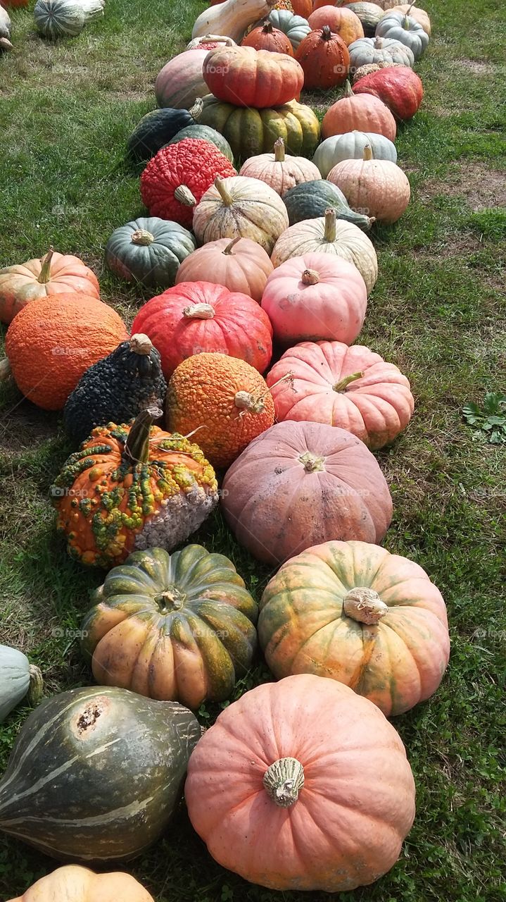 Ohio pumpkin