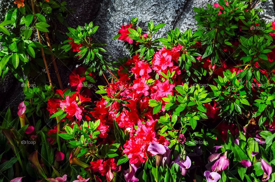 Rock and flowers