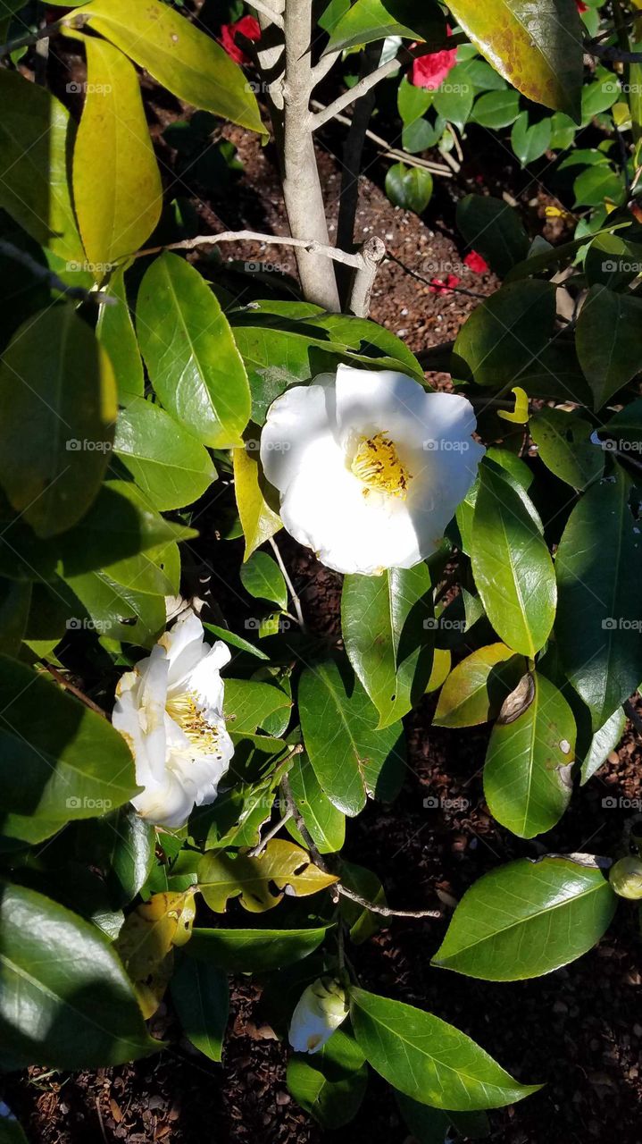 White Camellia