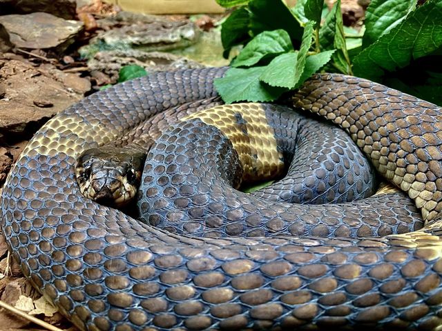 Snake curled up