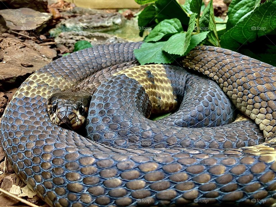 Snake curled up