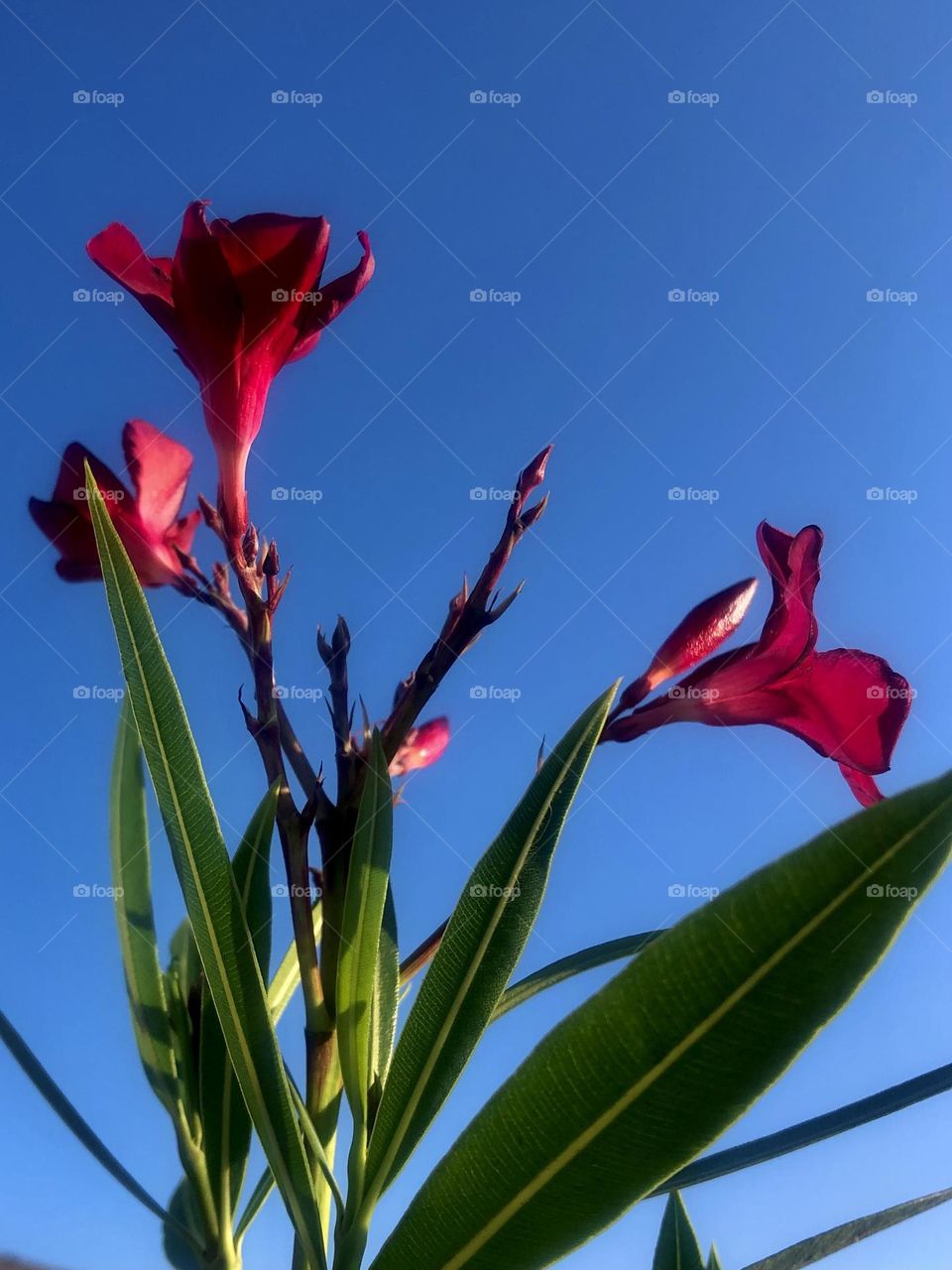 Red flowers growing against the blue sky at sunset at the bay house in Texas, taken from underneath. 