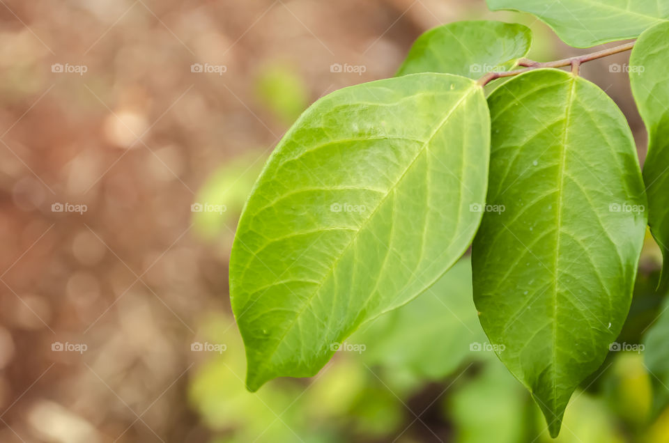 Closeup Leaf Of The Starfruit Tree