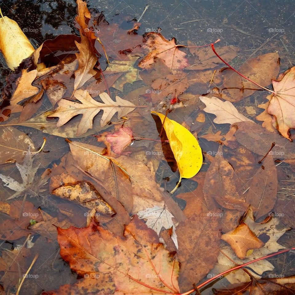 After the Autumn Rain