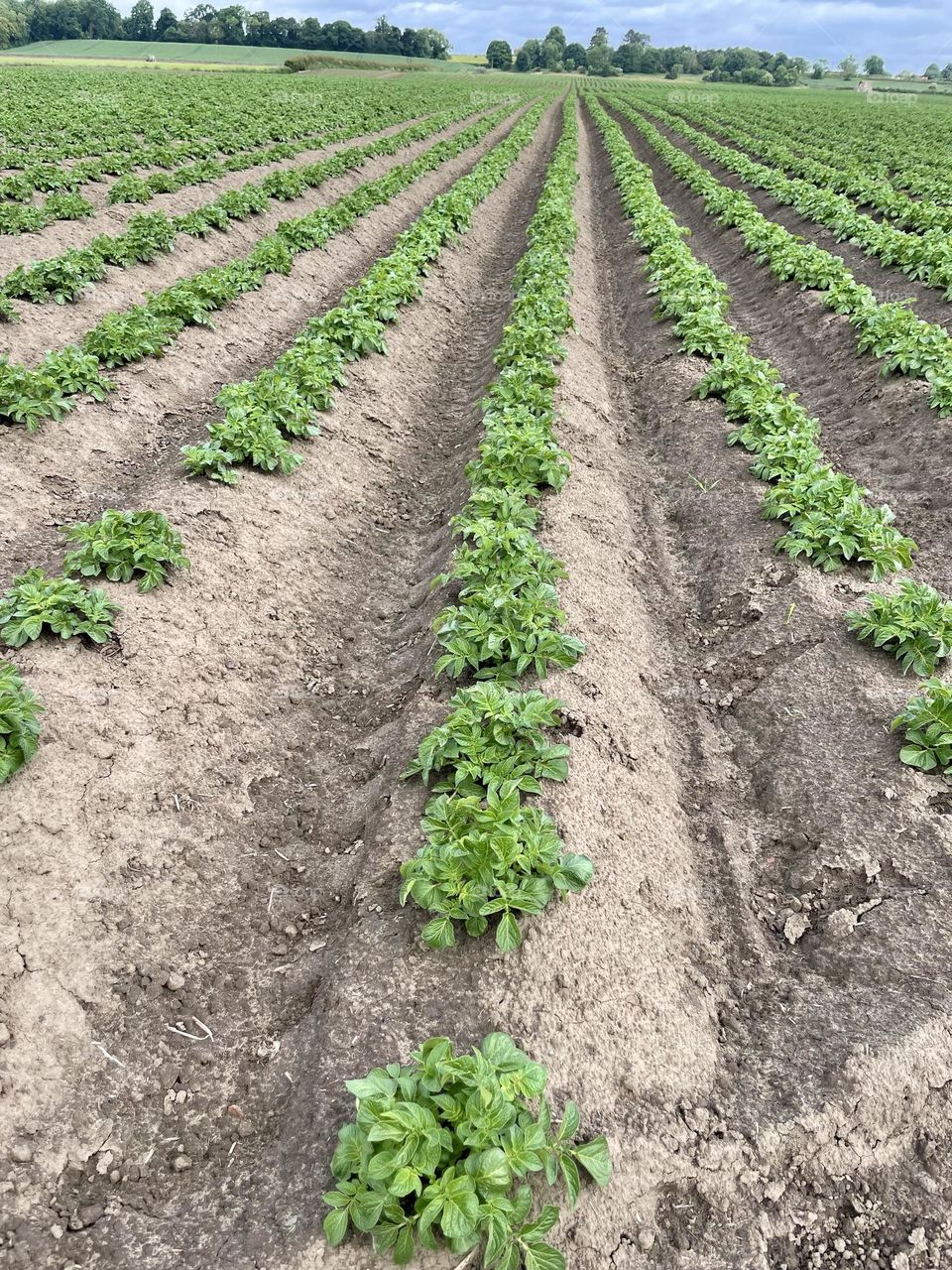 Farm field … Looks very striking … neatly ploughed in long continuous lines 💚