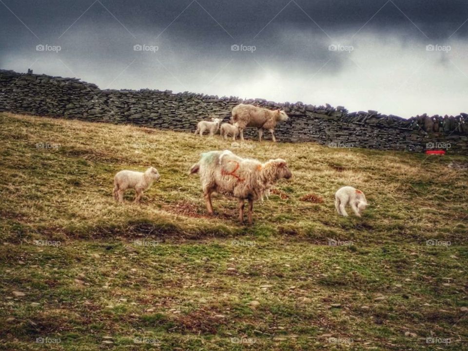Sheep above village of Cwmbach, Aberdare, Wales - Spring, 2018