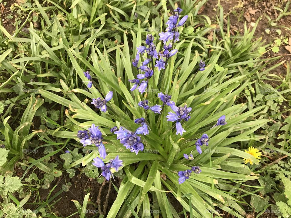 A special siting of bluebells, they are so beautiful, there should be woodlands crammed packed with bluebells, but oh well l have these.