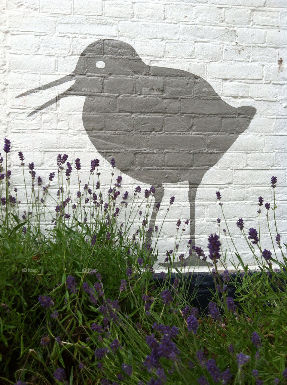 street shadow art bird by mattiasnelis