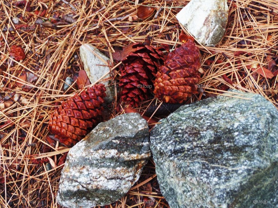 redwood original pinecone