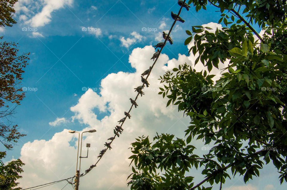 Birds on a wire