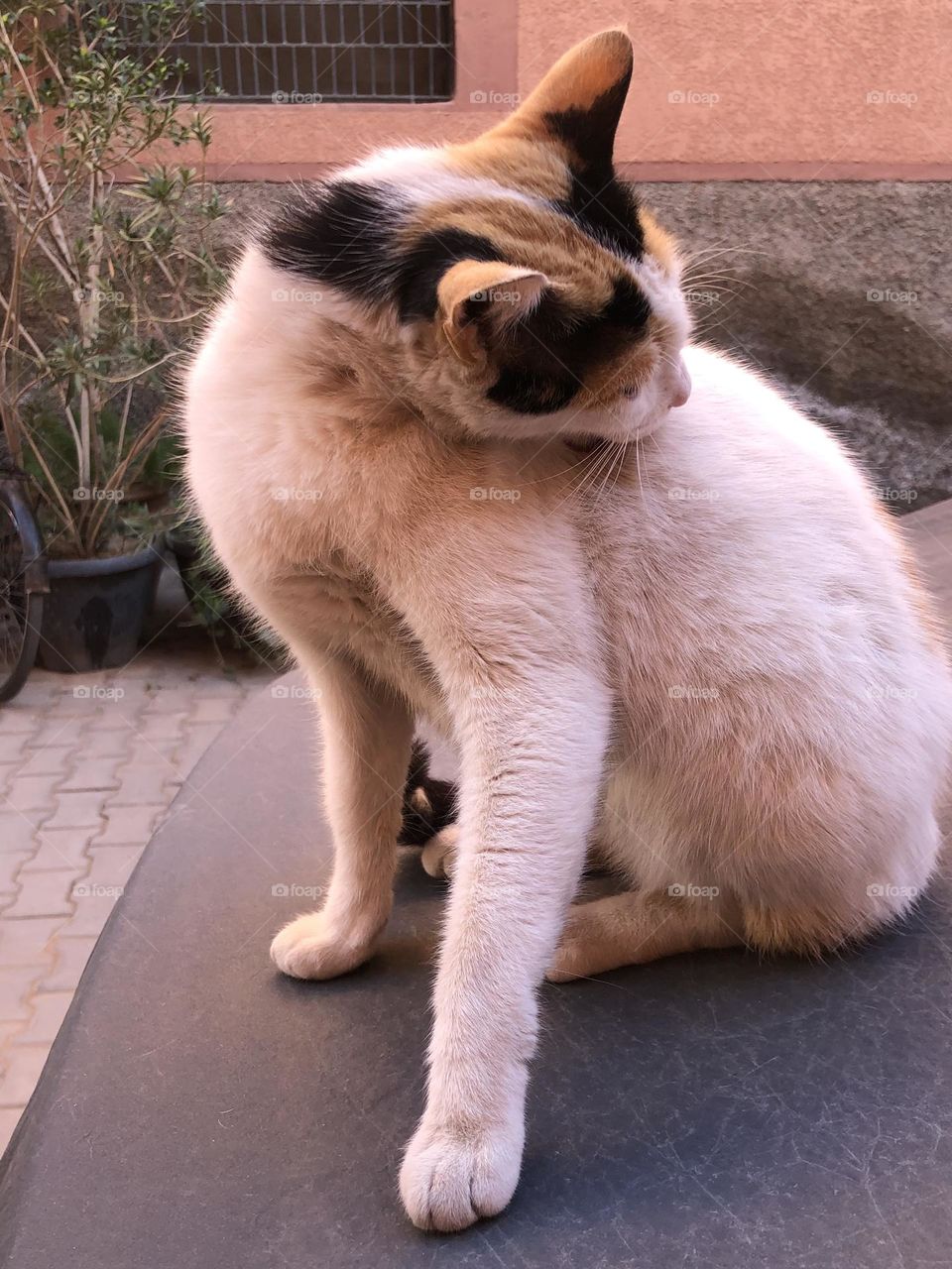 Beautiful cat is sitting on a car