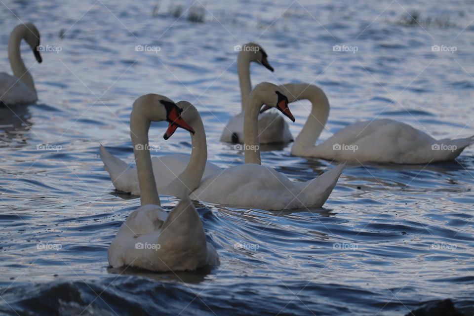 Flock of swans