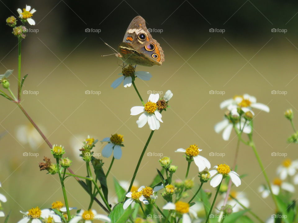 Common buckeye