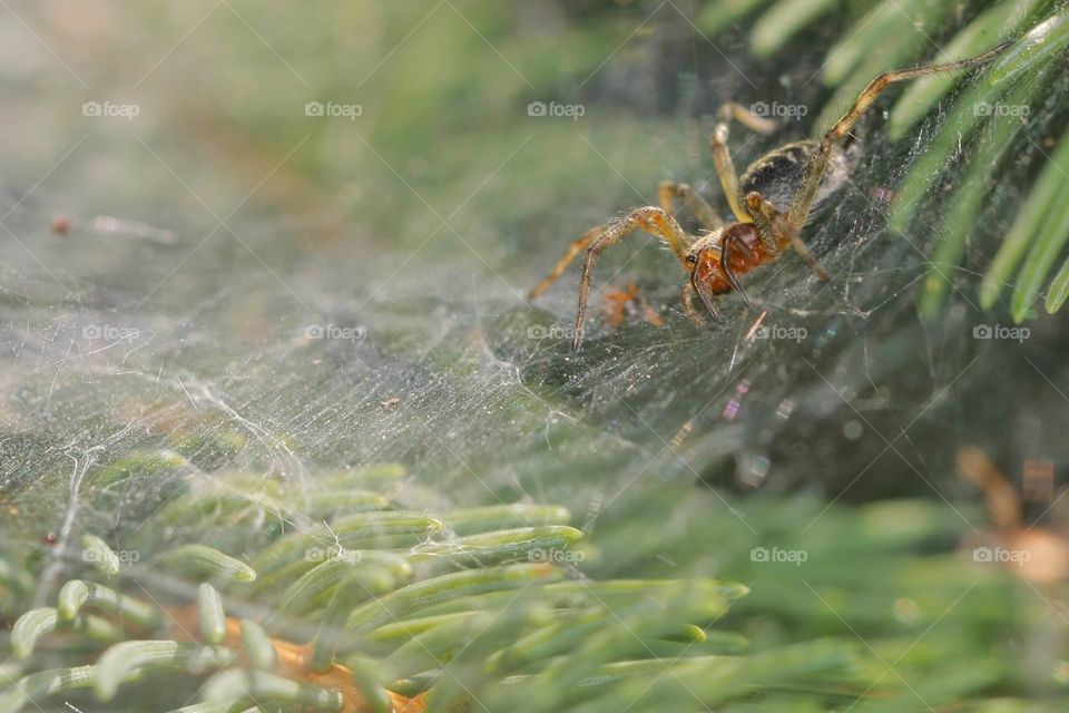 Spider On Cobweb. Spider On Cobweb