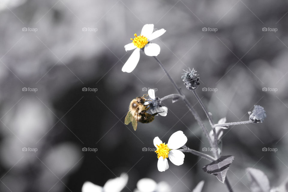 Bee on Flower selective color