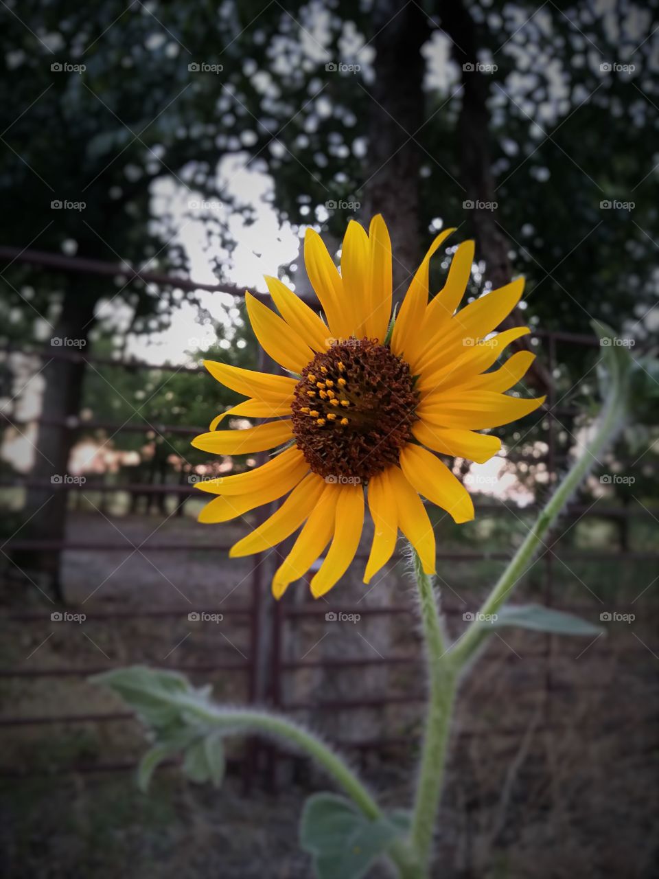 Yellow Sunflower at Sunset