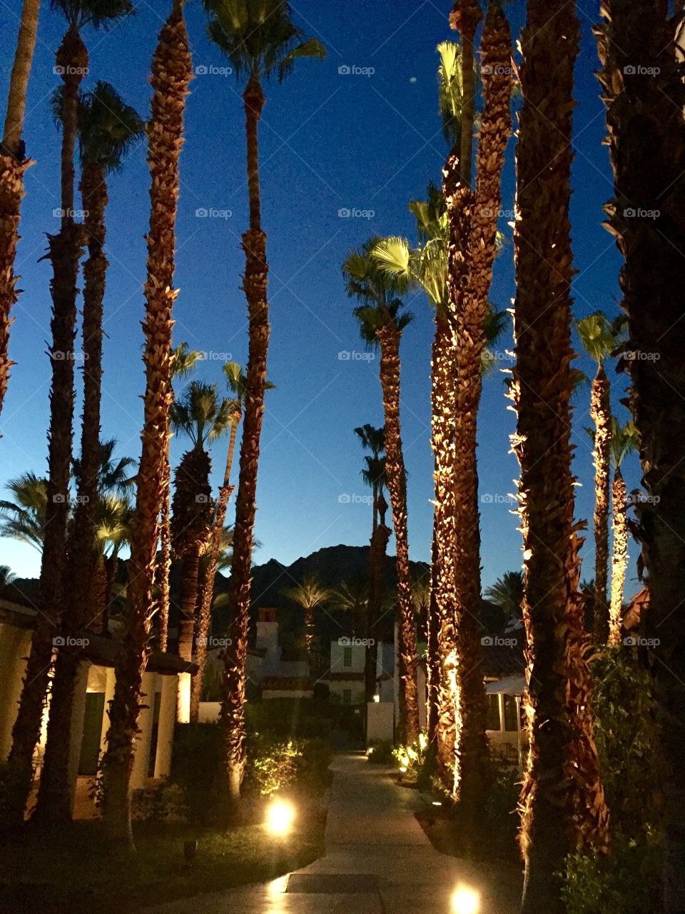 Palm trees, La Quinta, Palm Springs, CA