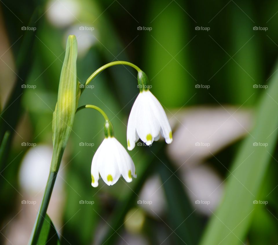 close up of nature two bell-shaped flowers growing in a community garden