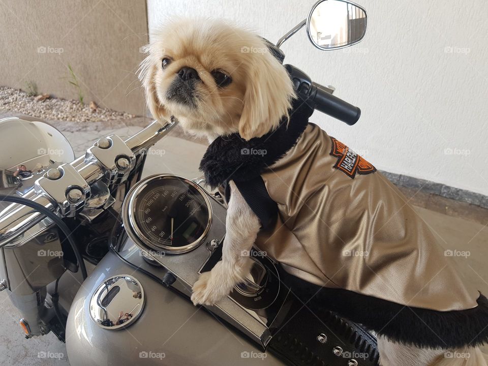 Harley Davidson Fat Boy White dog in Londrina PR Brazil