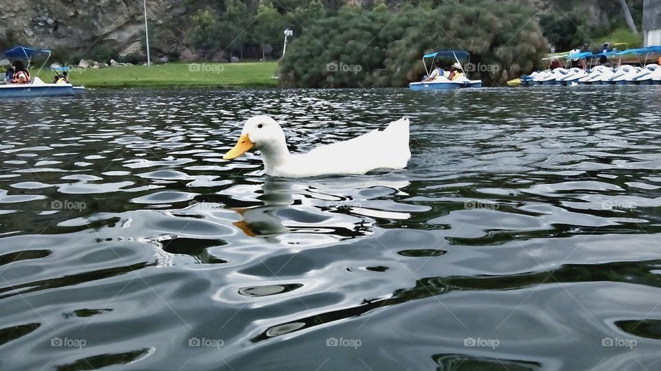 Freedom. Duck swimming at artificial lake.  Fuertes De Loreto y Guadalupe, Puebla Mexico.