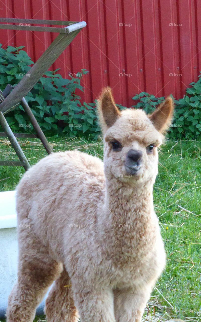 alpaca