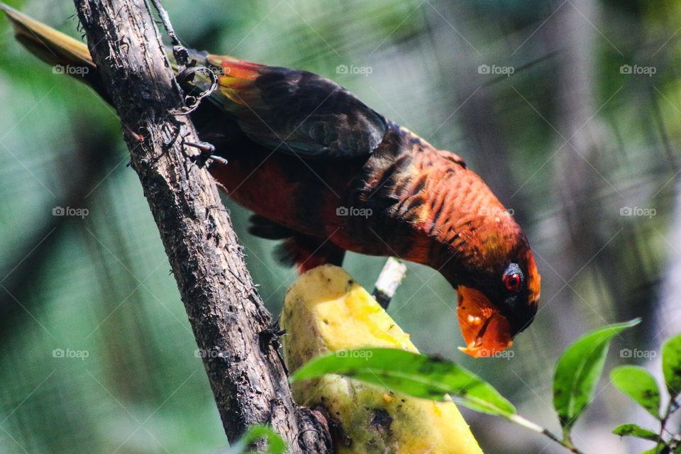 Colourful parrots of Papua New Guinea