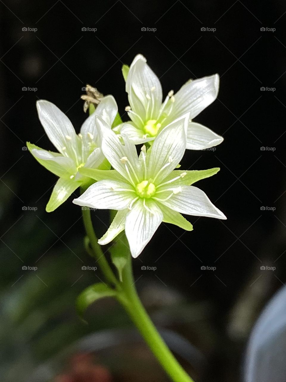 Venus flytrap flowers