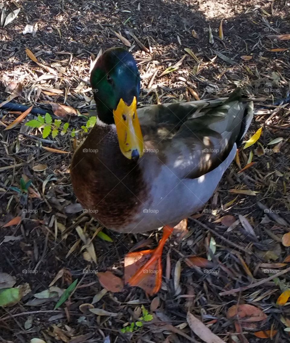 Disneyland Duck