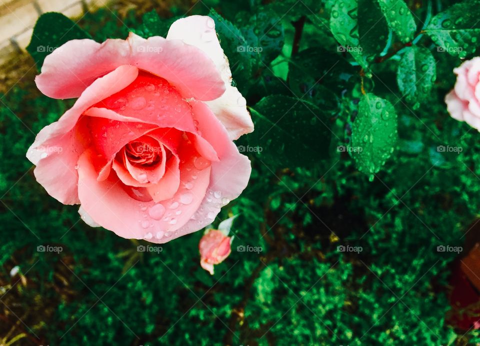 Beautiful pink blooming rose