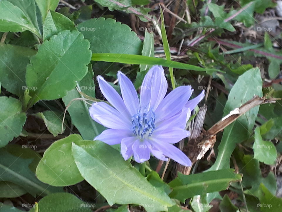 Some Chicory sprouting flowers in the grass.