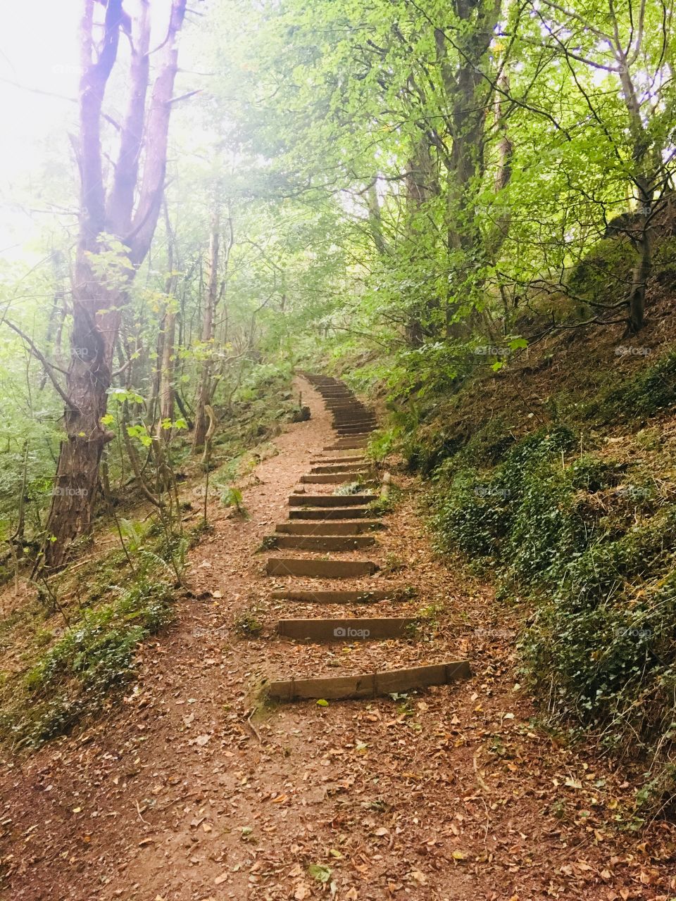 Nature, woodlands and a path to follow when you take the beautiful surroundings in during a walk in North Devon 