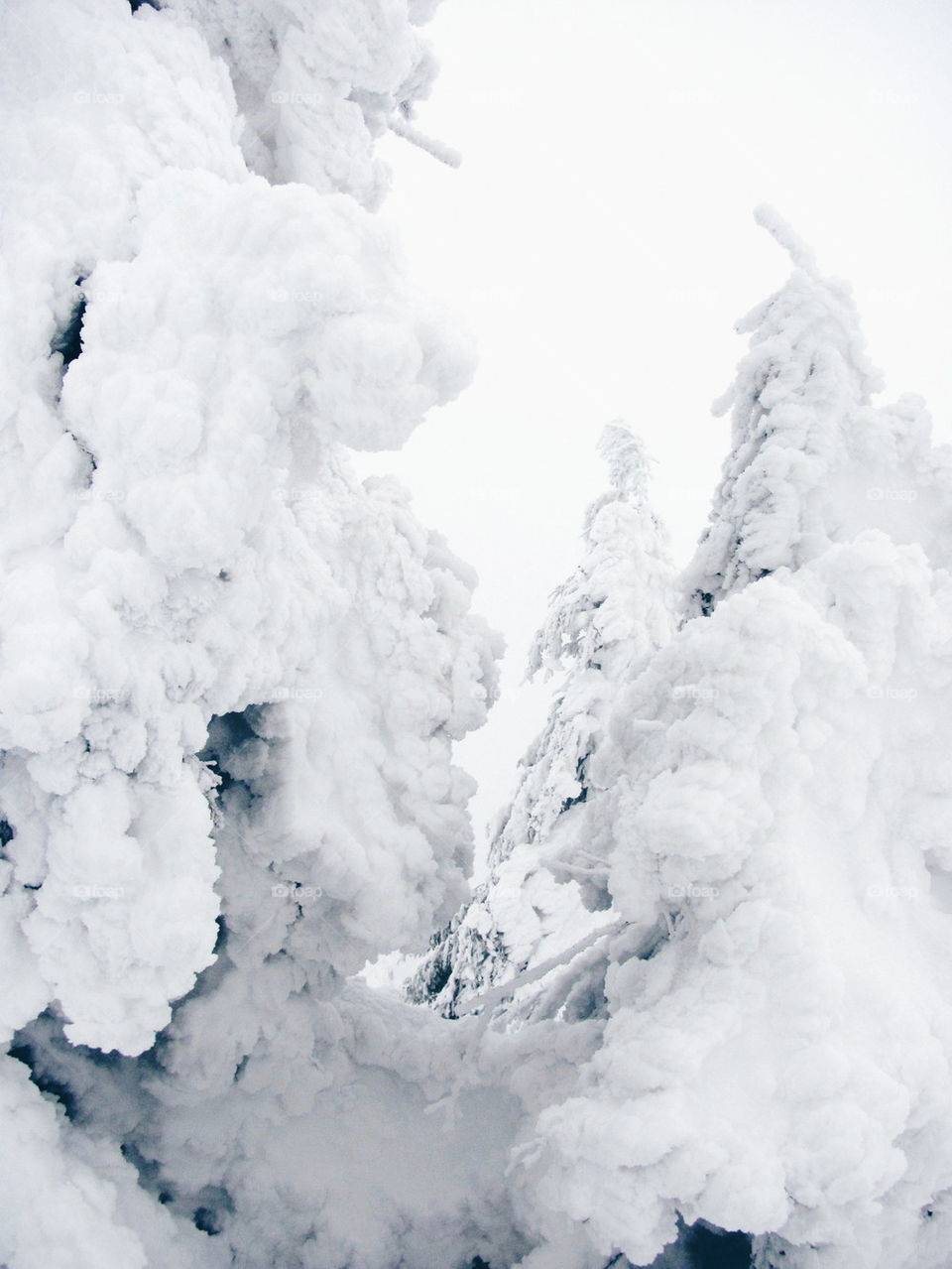 Snow on trees