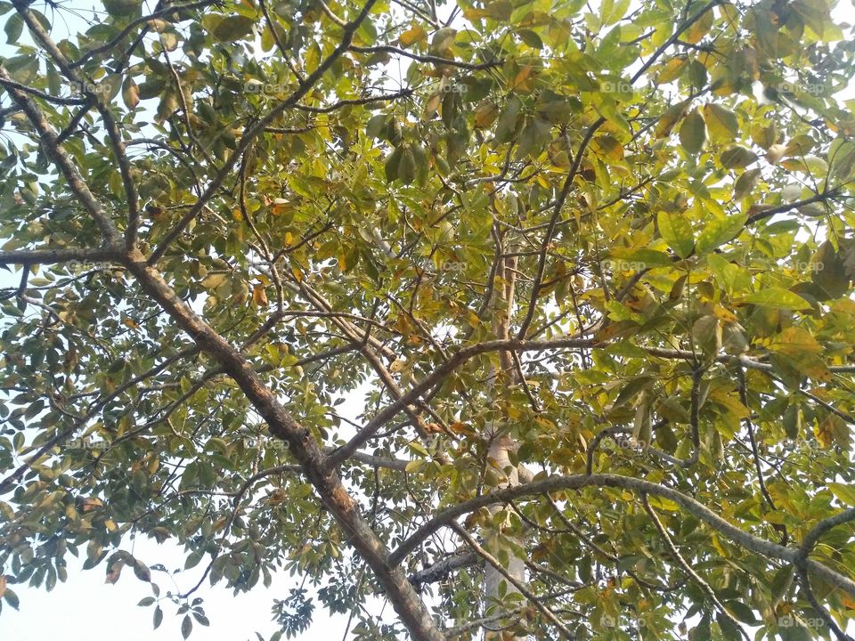 A beautiful scene of trees in the jungle.