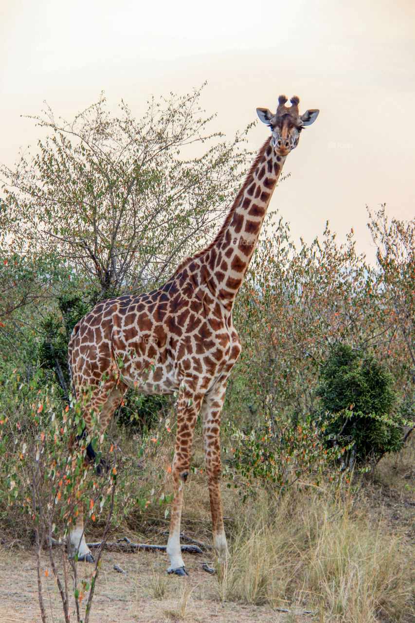 Giraffes in South Africa 