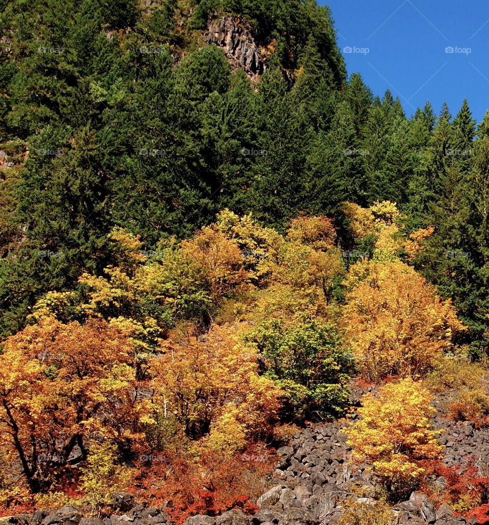 Brilliant colors of fall foliage growing in the lava rock at the base of a cliff in a forest of fir trees on a sunny day in Oregon. 