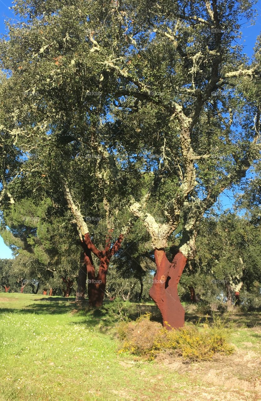 Cork oaks Trees in Alentejo Portugal 