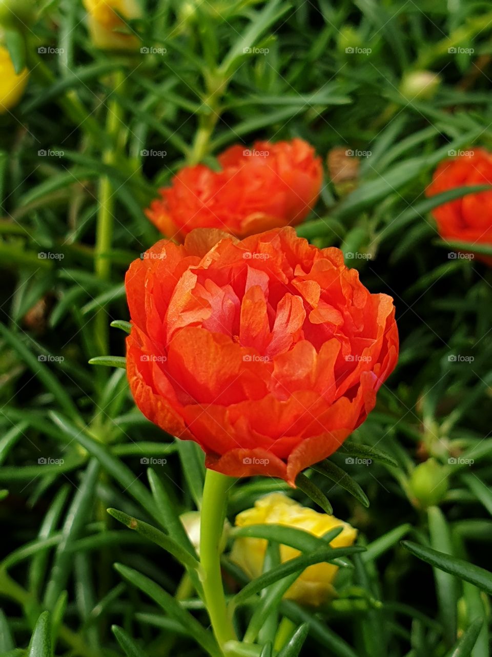 the Portulaca Grandiflora