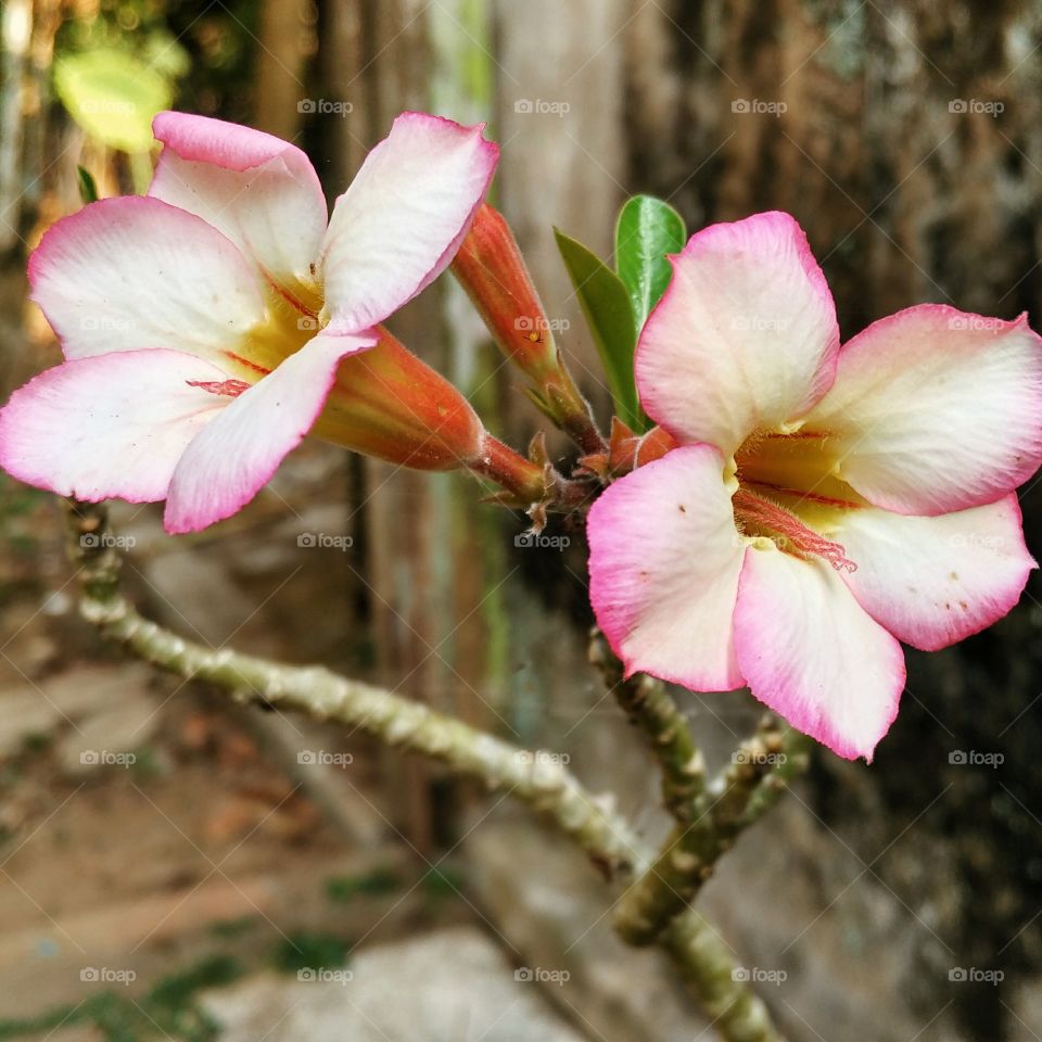 Adenium. This flowers grow at my backyard. Love the petal colour in this plant.