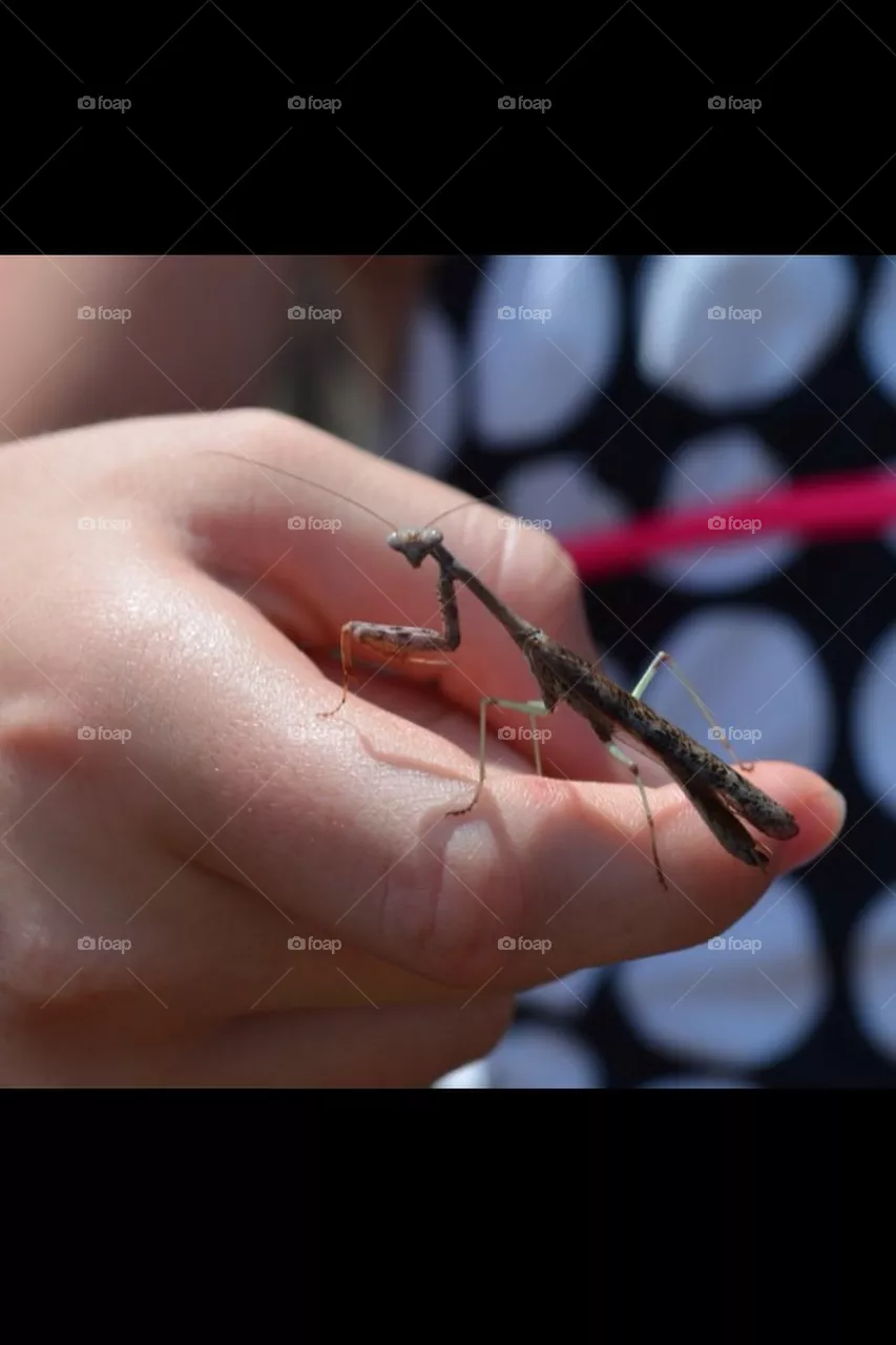 Mantis