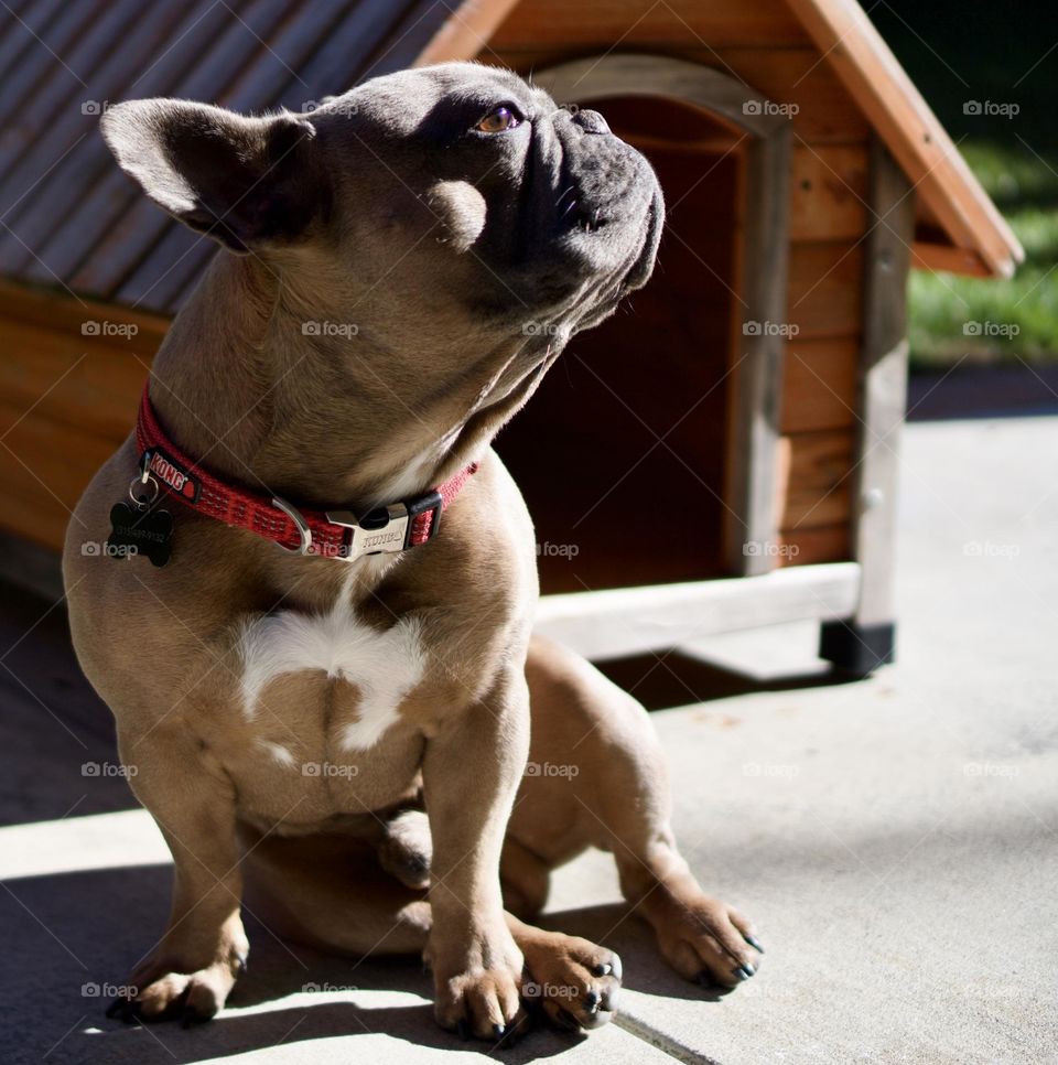 French Bulldog enjoying some sun 