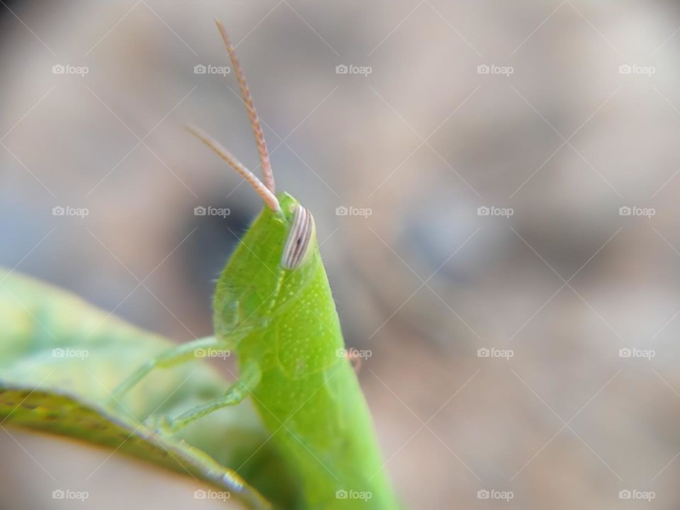 beautiful green grasshopper, taken on January 10, 2022