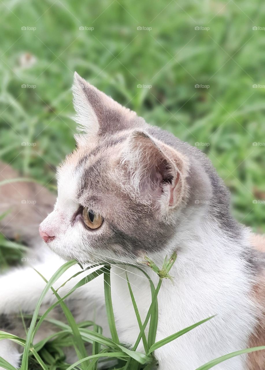 Calico Cat Stare