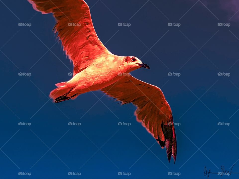 Freedom Seagull